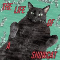 Taylor Swift Cat GIF Taylor Swift Cat GIF
