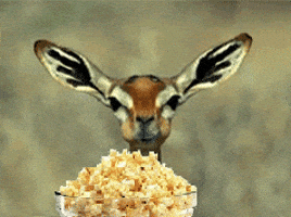 Deer Popcorn GIF Deer Popcorn GIF