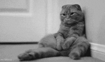Cat Love GIF Cat Love GIF