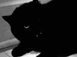 Black Cat GIF Black Cat GIF