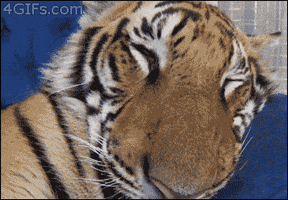 Tiger Sleeping GIF Tiger Sleeping GIF