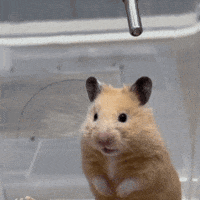 Shocked GIF Shocked GIF