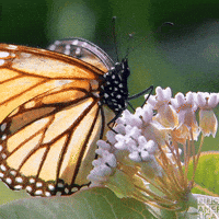 Andrew Scott Butterfly GIF by BBC America Andrew Scott Butterfly GIF by BBC America