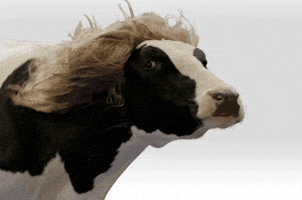 Hair Wind GIF Hair Wind GIF