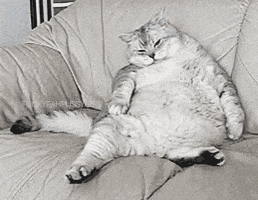 Cat Mood GIF Cat Mood GIF