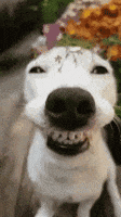 Dog Smile GIF by MOODMAN Dog Smile GIF by MOODMAN