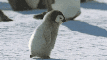 penguin running GIF penguin running GIF