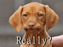 Dog Gif GIF Dog Gif GIF