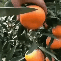 Orange Juice GIF