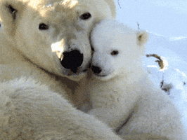 Polar Bears Cuddle GIF by MOODMAN Polar Bears Cuddle GIF by MOODMAN
