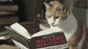 Cat Read GIF Cat Read GIF