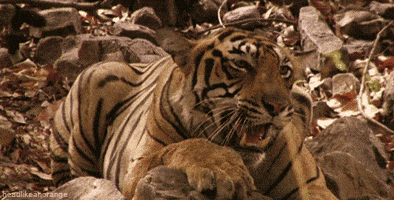 Big Cats Tiger GIF Big Cats Tiger GIF