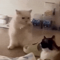 Cat Magic GIF Cat Magic GIF