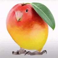Bird Mango GIF Bird Mango GIF