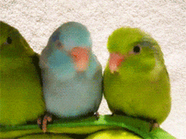 interested bird GIF interested bird GIF