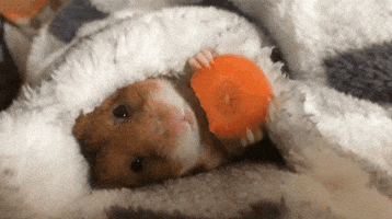 Loop Eating GIF Loop Eating GIF