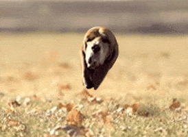 Mash Up Dog GIF Mash Up Dog GIF