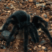 Spider Tarantula GIF by GrandCanyonTV Spider Tarantula GIF by GrandCanyonTV