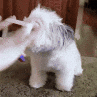 cute dog GIF cute dog GIF
