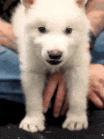 Dire Wolf Yes GIF by Colossal Dire Wolf Yes GIF by Colossal