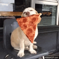cute dog GIF cute dog GIF