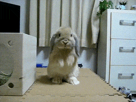 bunny please GIF