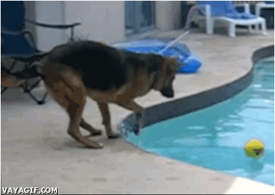 Image result for dog falling giphy