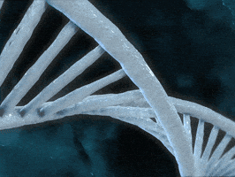 dna GIF dna GIF