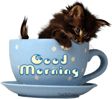 morning GIF morning GIF