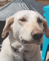 Dont What GIF by WiperTags Wiper Covers Dont What GIF by WiperTags Wiper Covers