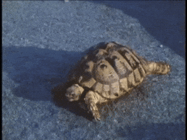 on my way bear GIF by MANGOTEETH on my way bear GIF by MANGOTEETH