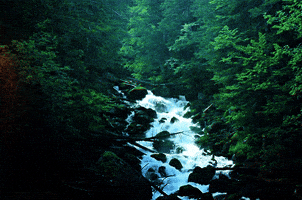 forest GIF forest GIF