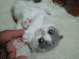 Safe For Work Cat GIF Safe For Work Cat GIF