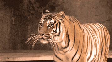 angry tiger GIF angry tiger GIF