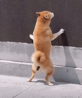 Shiba Inu Dogs GIF by Hot Head Candles Shiba Inu Dogs GIF by Hot Head Candles