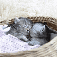 Cats Love GIF by Diamond Pet Foods Cats Love GIF by Diamond Pet Foods
