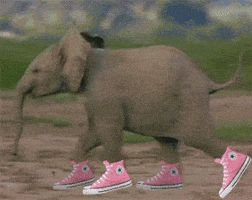 Elephant Converse GIF Elephant Converse GIF