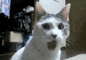 Cat Wow GIF Cat Wow GIF