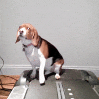 Dog Exercising GIF Dog Exercising GIF
