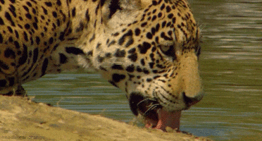 Big Cats Jaguar GIF Big Cats Jaguar GIF