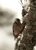 bird woodpecker GIF by Head Like an Orange bird woodpecker GIF by Head Like an Orange