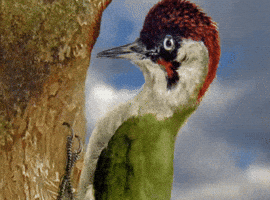 animation woodpecker GIF animation woodpecker GIF