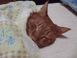 Tired Cat GIF Tired Cat GIF