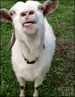Tongue Goat GIF Tongue Goat GIF