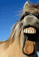 horse GIF horse GIF