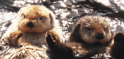 i love otter GIF i love otter GIF