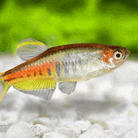 Fish Food GIF by AquariumMe