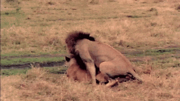 Lion Mating GIF by South Park