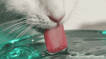 Slow Motion Cat GIF by PBS Digital Studios Slow Motion Cat GIF by PBS Digital Studios