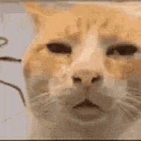 Cat Confuse GIF by Rizal Althur Cat Confuse GIF by Rizal Althur